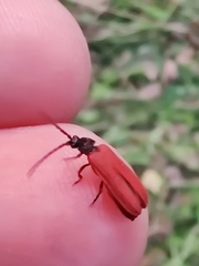 Pyropterus nigroruber