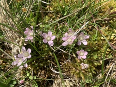Lysimachia tenella