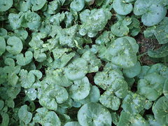 Puccinia asarina