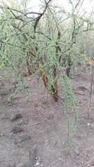 Fouquieria macdougalii