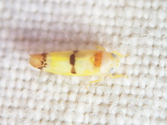Empoa gillettei