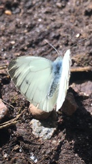 Pieris napi