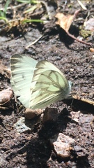 Pieris napi