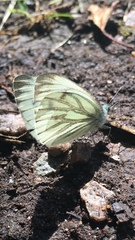Pieris napi