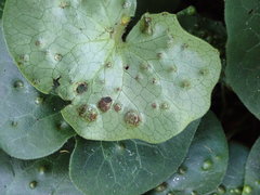 Puccinia asarina