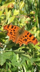 Polygonia c-album