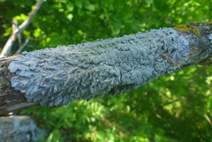 Punctelia missouriensis