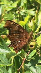 Polygonia c-album