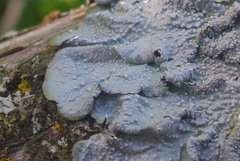 Punctelia missouriensis