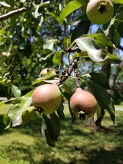 Pyrus communis