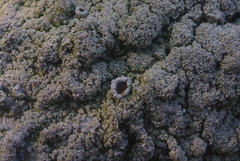 Punctelia missouriensis