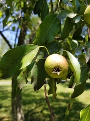 Pyrus communis