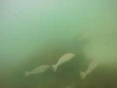 Umbrina roncador