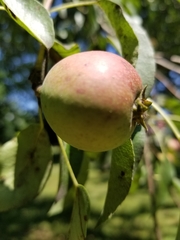 Pyrus communis