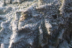 Punctelia missouriensis