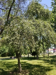 Pyrus communis