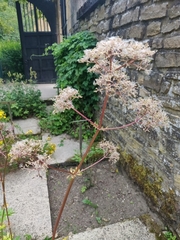 Valeriana officinalis