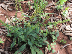 Rumex nepalensis