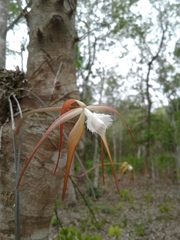 Brassavola cucullata