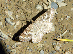 Eufidonia convergaria