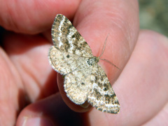 Eufidonia convergaria