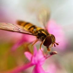 Episyrphus balteatus