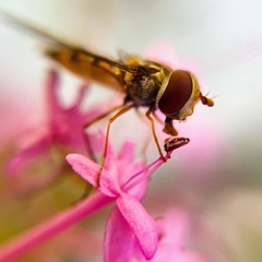 Episyrphus balteatus