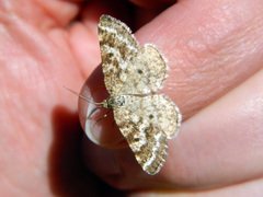 Eufidonia convergaria