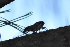 Diceroprocta viridifascia