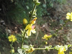 Anthophila