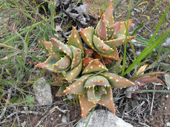 Aloe distans