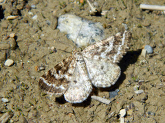 Eufidonia convergaria