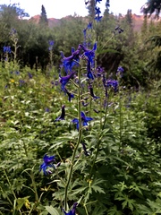 Delphinium barbeyi