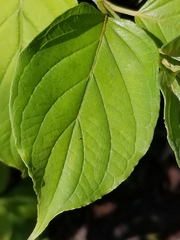 Cornus amomum