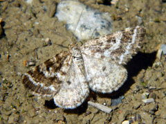 Eufidonia convergaria