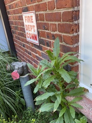 Fireweed (Erechtites hieracifolia)