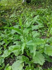Rumex obtusifolius silvestris
