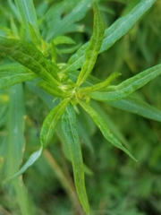 Artemisia vulgaris