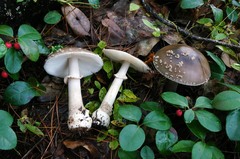 Amanita morrisii