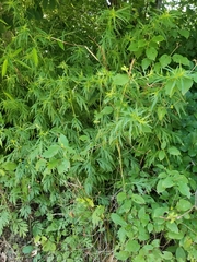 Artemisia vulgaris
