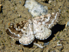 Eufidonia convergaria