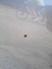 Philaeus chrysops