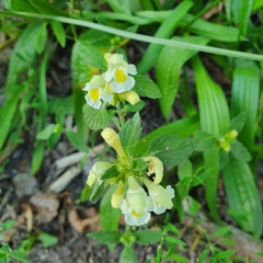 Galeopsis segetum