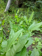 Rumex obtusifolius silvestris