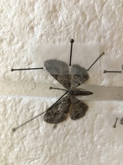 Stenoporpia separataria