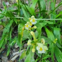 Galeopsis segetum