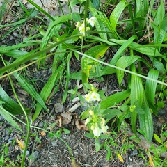Galeopsis segetum