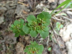 Chrysosplenium tetrandrum