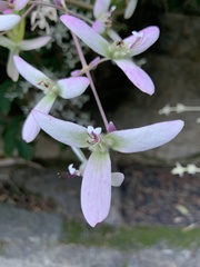 Congea tomentosa