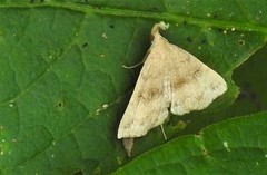 Phalaenostola eumelusalis